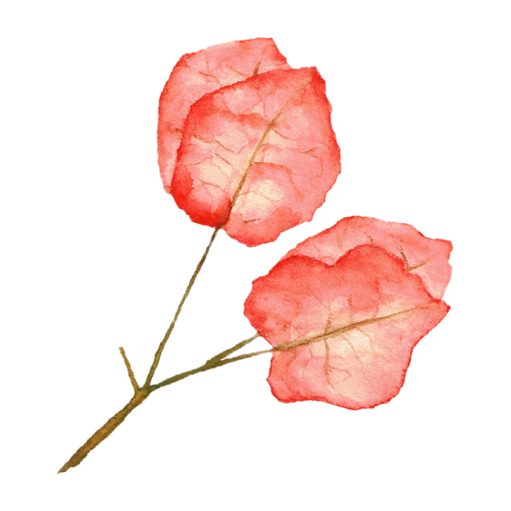 filmare nunta brasov